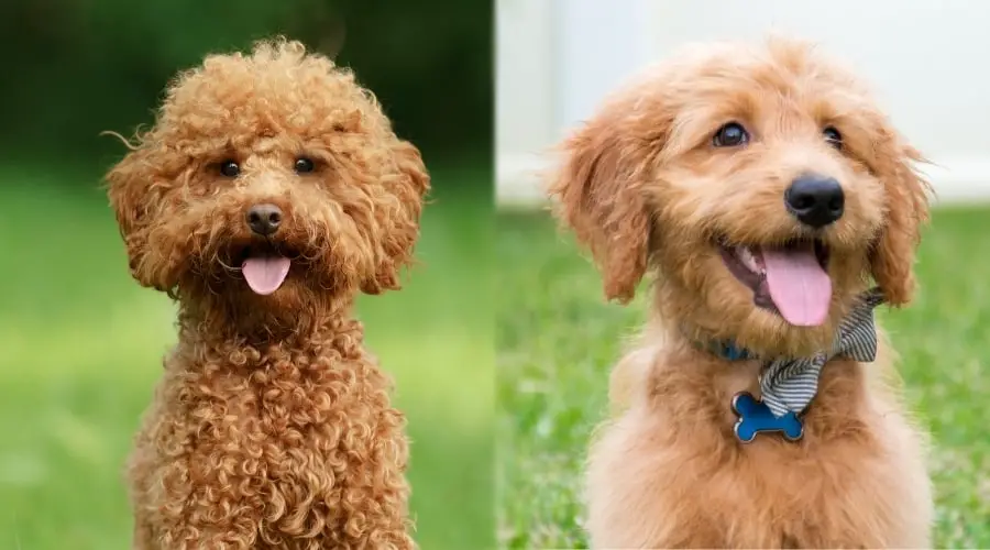 portuguese water dog vs goldendoodle comparison and difference