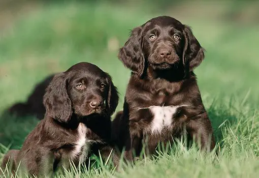 How To Take Care Of German Longhaired Pointer Puppies?