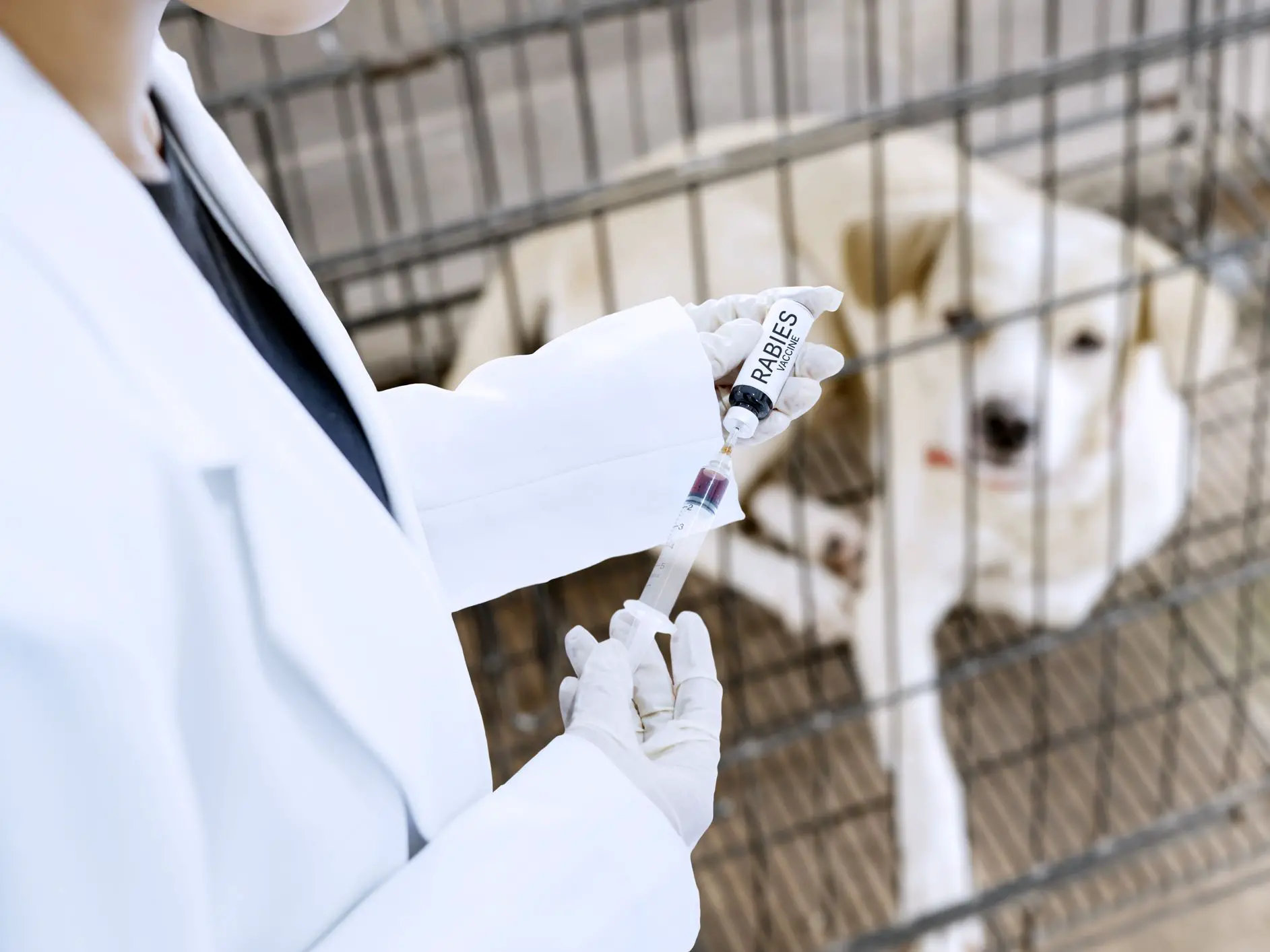 How long rabies shot for dogs lasts?