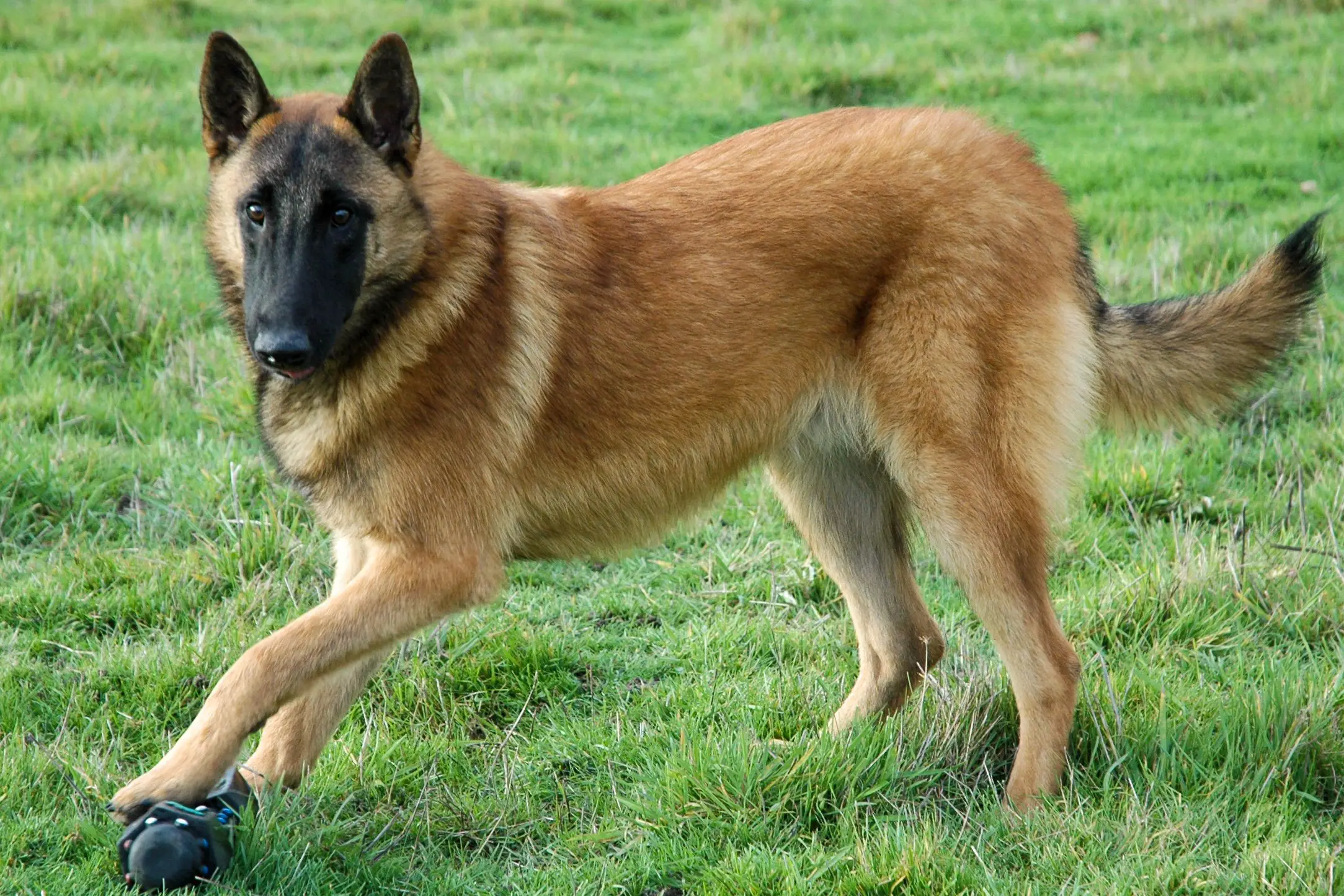 How To Potty Train A Belgian Malinois Puppy?