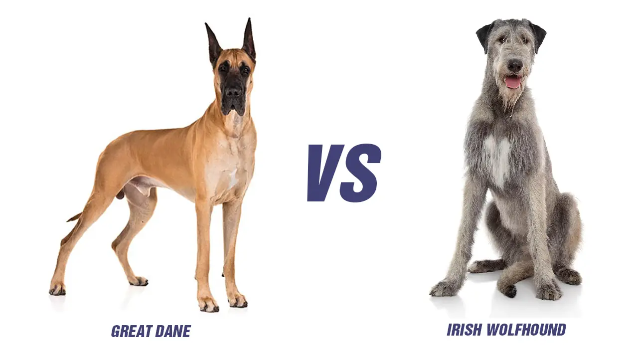 Irish Wolfhound Vs Great Dane Comparison- Which Is The Biggest In Two?