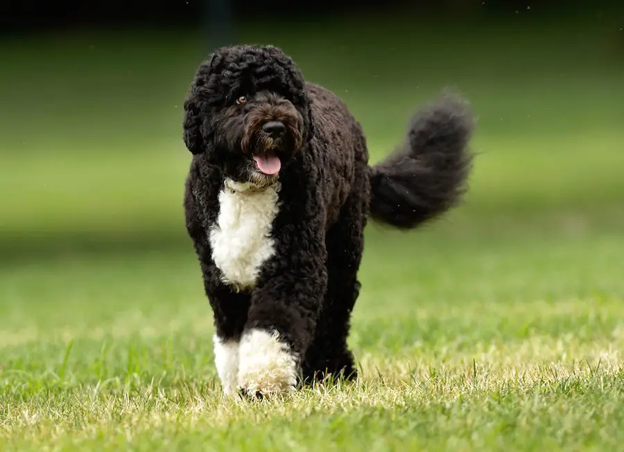 What Is Size And Lifespan Of Portuguese Water Dog?