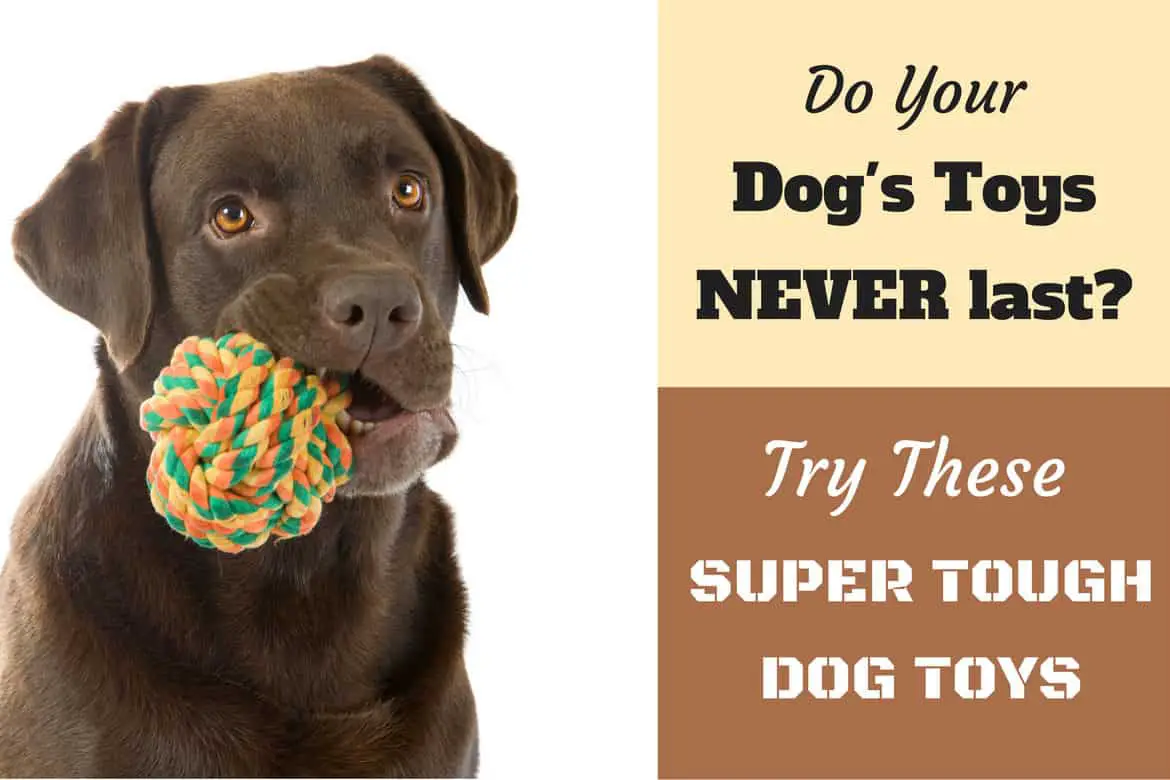 Top Best 5 tough and Durable dog toys for chowing in 2023?