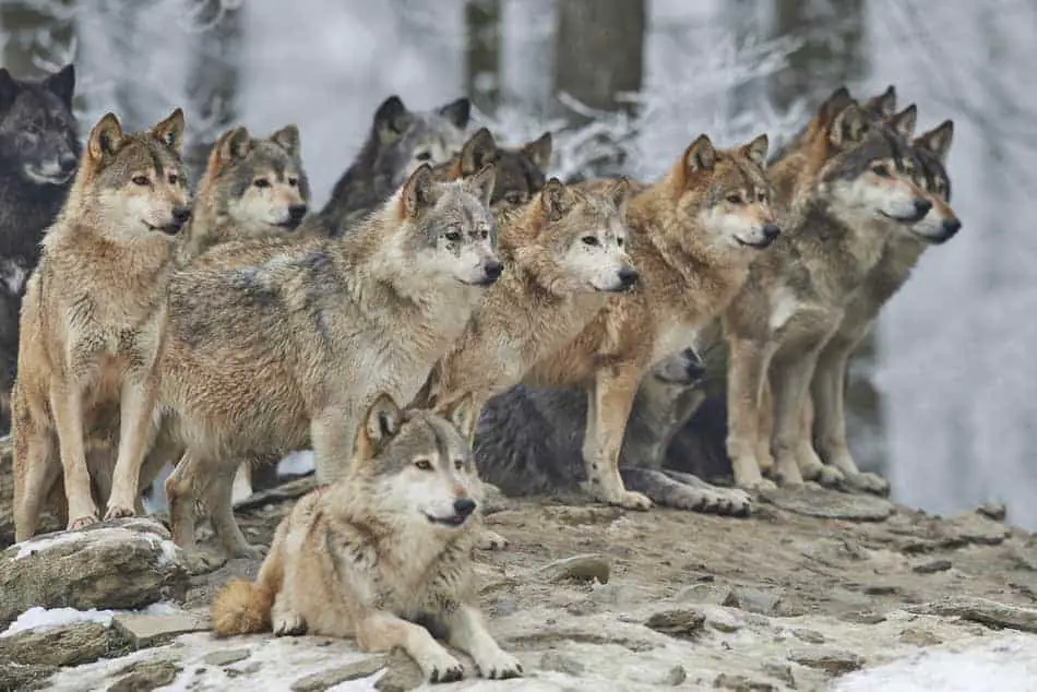 Alaskan Malamute Vs Grey Wolf Fight Comparison- Who Will Win?