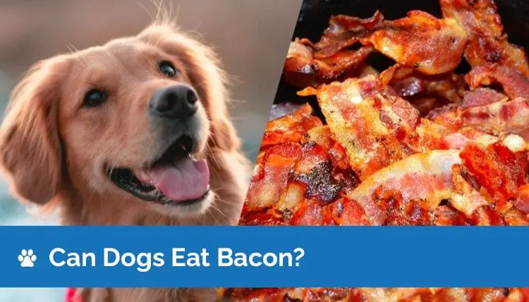 Can Dogs Eat Bacon? Is Beacons Allegeric To Dogs?