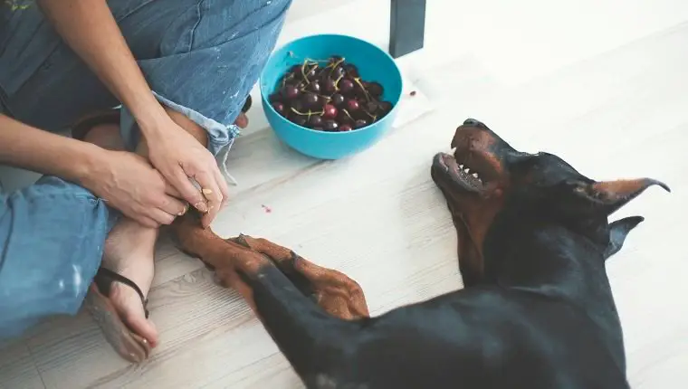 Can dogs eat cherries? Can dogs have cherries?