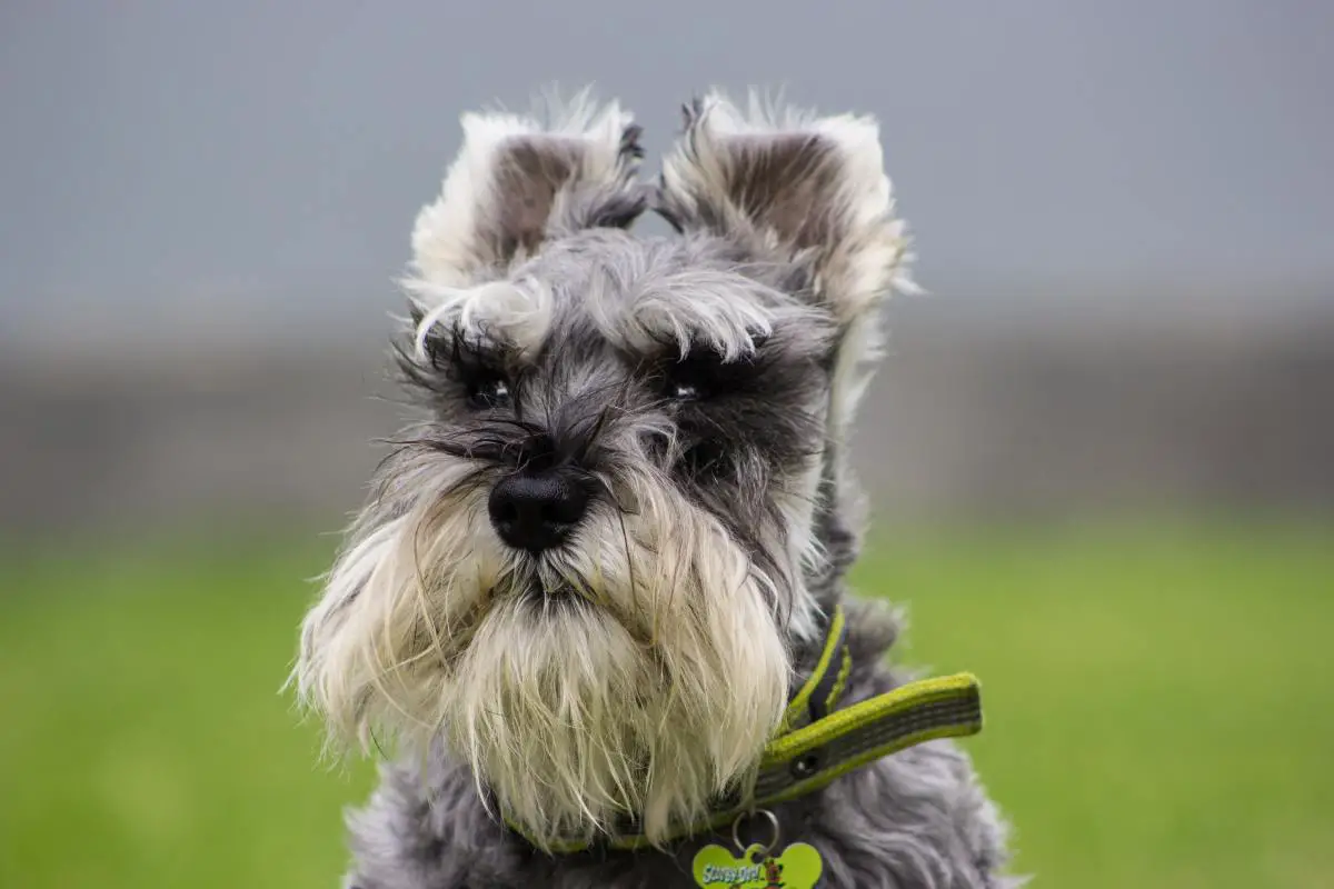 Best Dog Breeds With Beards To Buy In 2022
