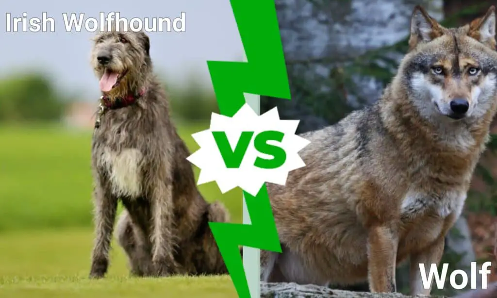 Irish Wolfhound Vs Bully Kutta Comparison And Difference