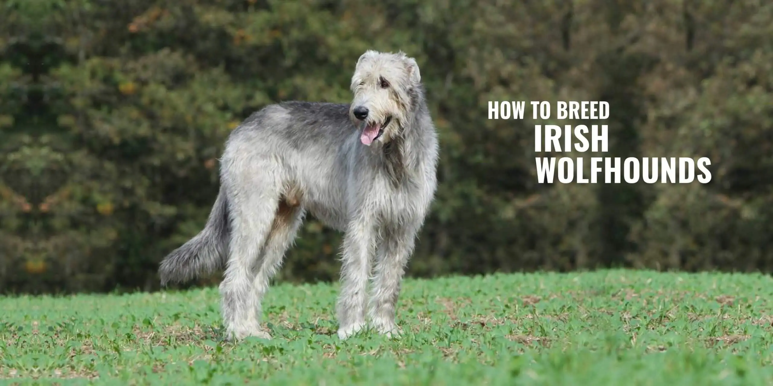 How to take care of irish wolfhound puppies after their birth?