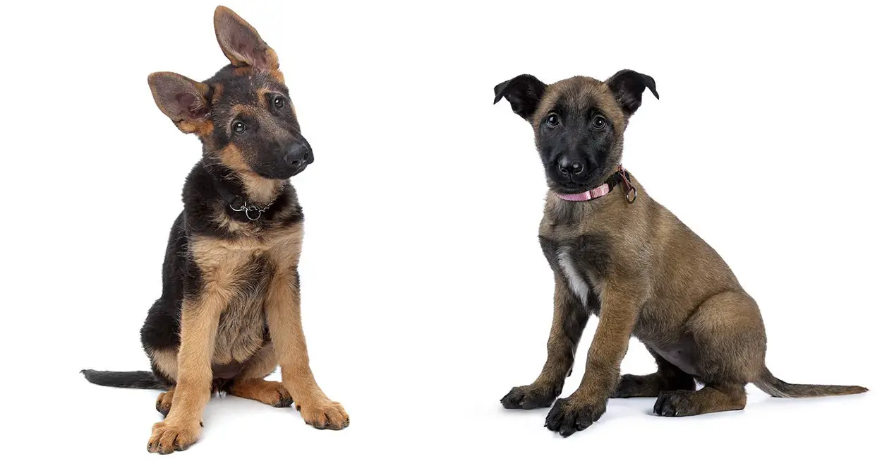 Silver German Shepherd Vs Belgian Malinois Comparison And Difference