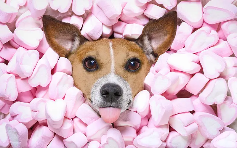 Can dogs eat marshmallows? Can dogs have marshmallows?
