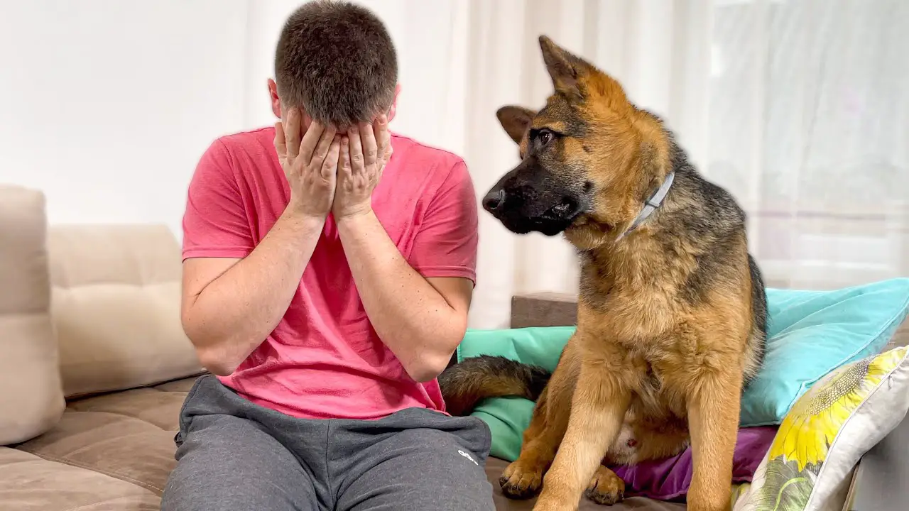 How To Stop A German Shepherd Puppy From Crying
