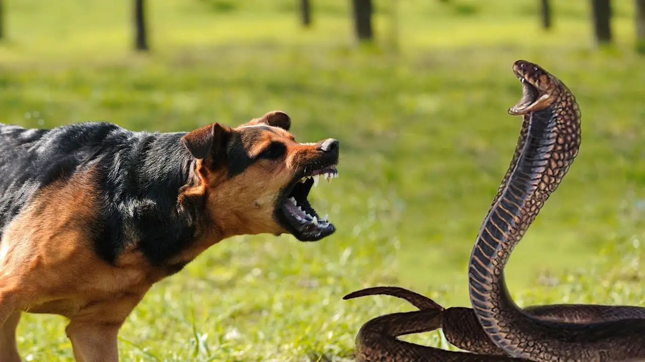 Dog vs Python fight comparison- who going to win?