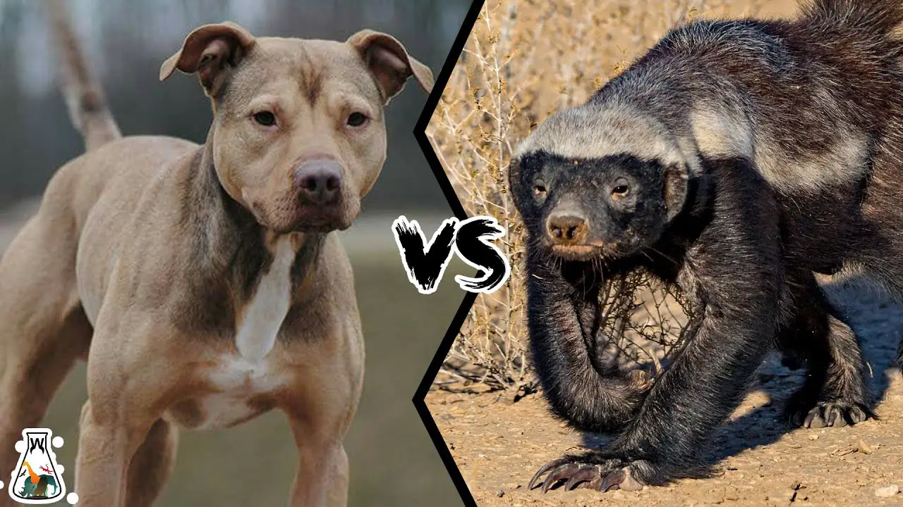 Dog vs Honey badger fight comparison- who going to win?