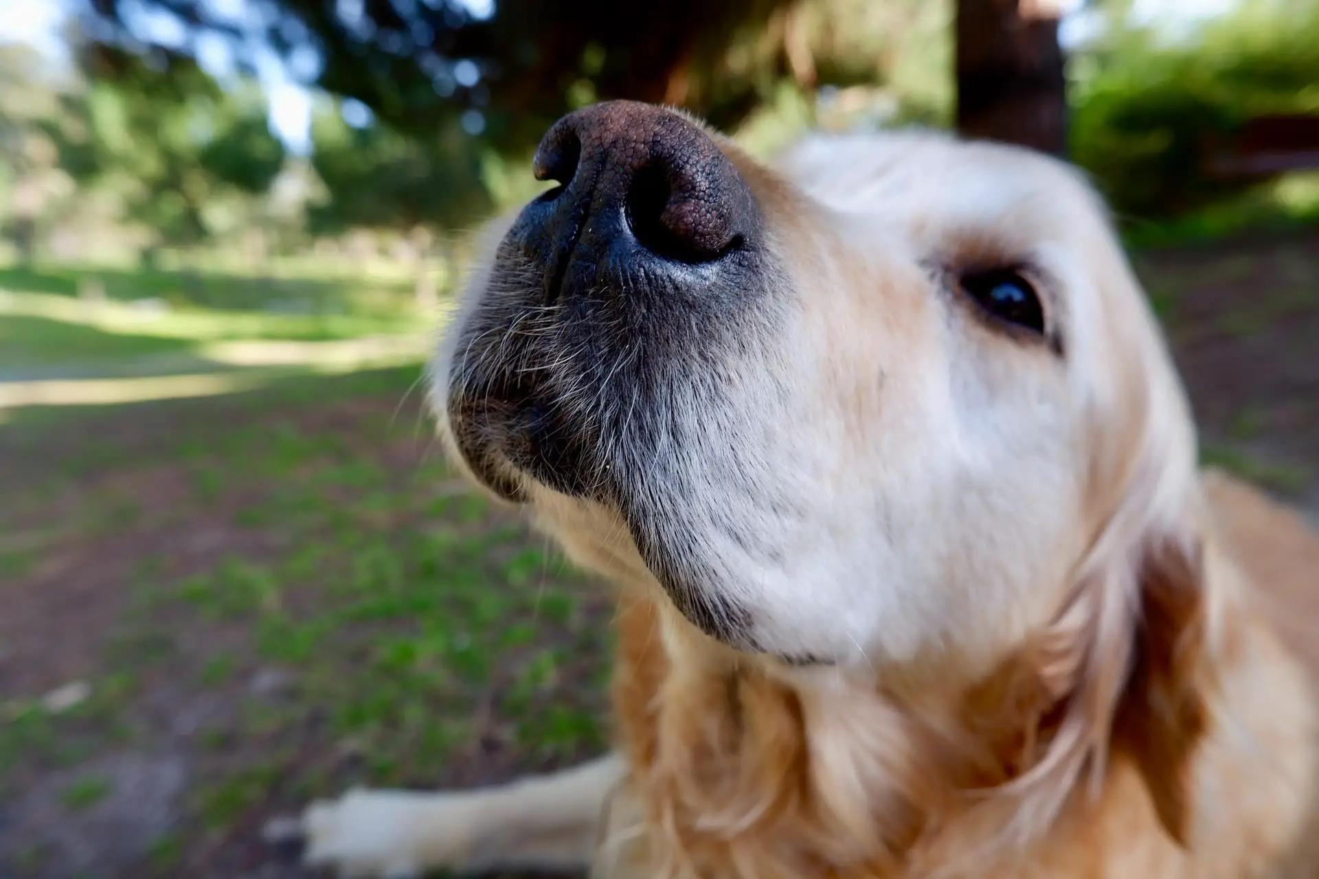 why does My golden retiever dog reverse sneeze so much?
