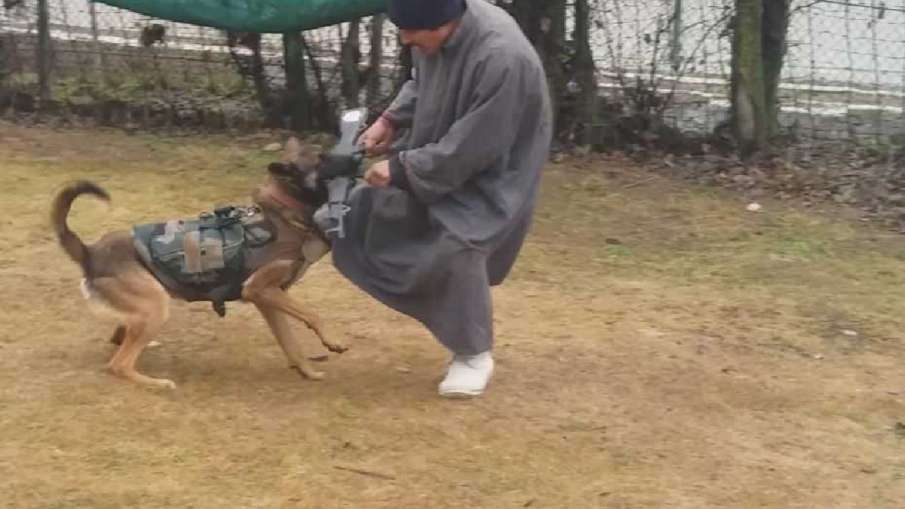 How To Train Belgian Malinois To Fight With Militants For Military?