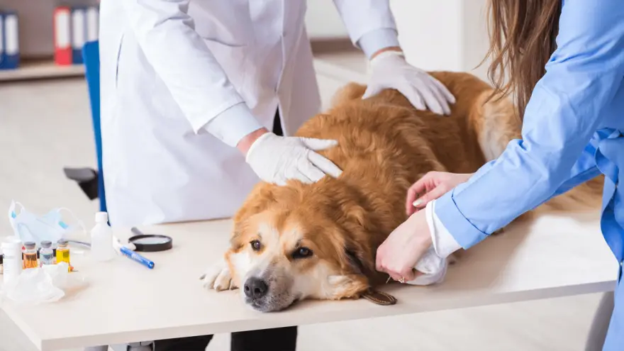 What are the side effects of sentinel for dogs?