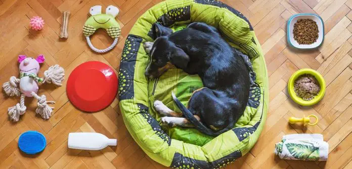 how to choose the right toys for your dog