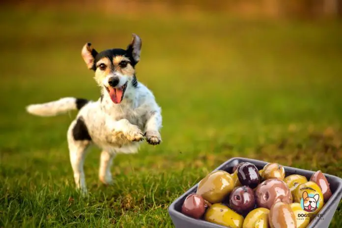 Can dogs eat olives can dogs have olives