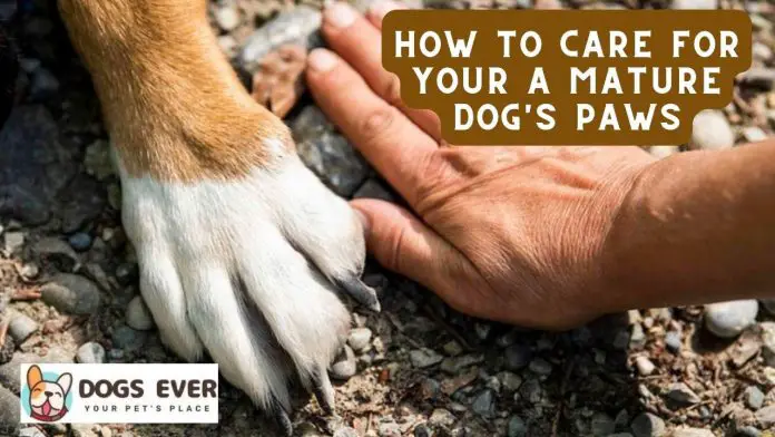 how to care for a mature dog's paws