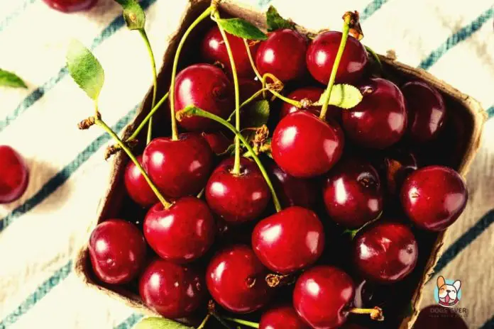 can dogs eat cherries? can dogs have cherries?