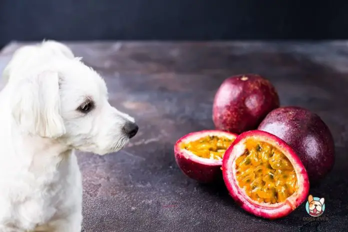 Can dogs eat passion fruit?