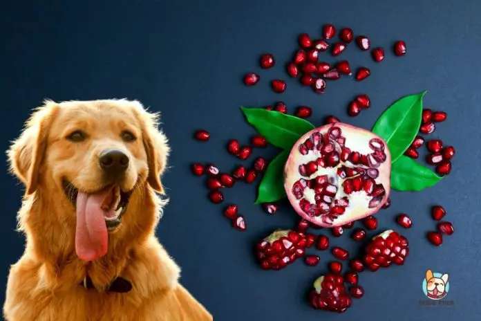 Can dogs eat pomegranate?