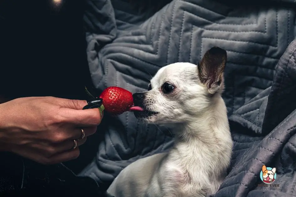 Can dogs have strawberries