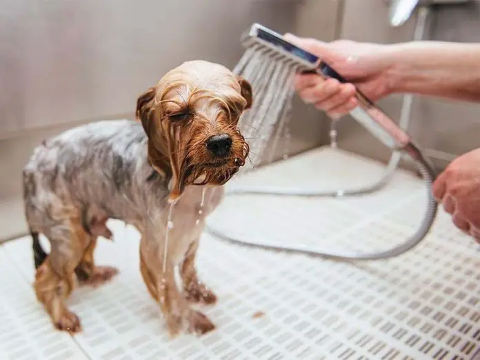 timing dog baths after neutering